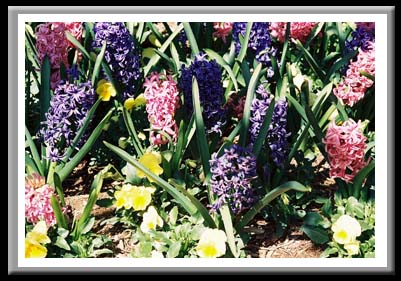 104  Spring Flowers,  Elizabethian Gardens, Manteo North Carolina