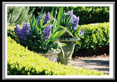 105 Hyanthsus, Elizabethian Gardens, Manteo North Carolina