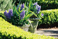 Hyanthsus, Elizabethian Gardens, Manteo North Carolina #105