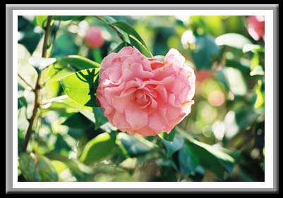 107 Camelia Japonica, Elizabethian Gardens, Manteo North Carolina