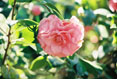 Camelia Japonica, Elizabethian Gardens, Manteo North Carolina #107