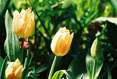Peach Tulips #113