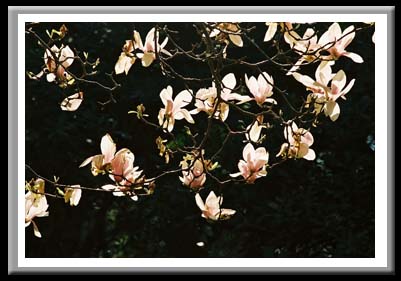 115 Magnolia Tree, Elizabethian Gardens, Manteo North Carolina