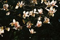 Magnolia Tree, North Carolina #115