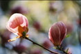Magnolia Blossom #116
