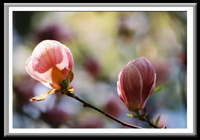 116 Magnolia Blossom