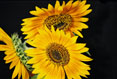 Sunflowers  #122
