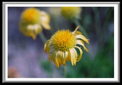 126 Wilting Coreopsis