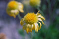Wilting Coreopsis #126