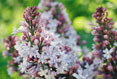 Lilac  #135