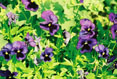 Pansy  #136