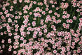 Dianthus, Cornell Plantations, Ithaca New York  #140