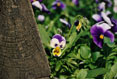 Viola  #142