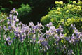 Iris Vertical, Cornell Plantations, Ithaca New  York #143