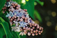 Single Lilac #145
