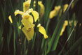 Yellow Iris #146
