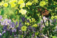 Mingling Iris #147