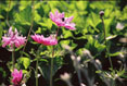 Pink Flowers #148