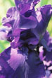 Iris, Cornell Plantations, Ithaca, New York #149