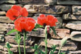 Poppies  #150