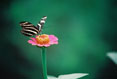 Butterfly and Zinnia #151