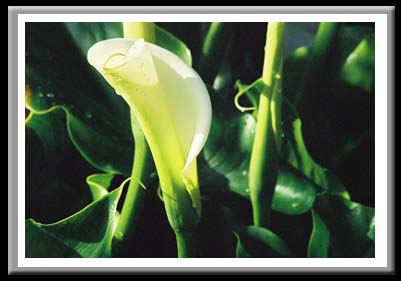 166 Cala Lily 