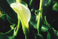 Cala Lily #166
