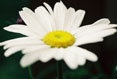 Dew Drop on Daisy #168