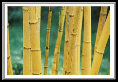 176 Bamboo 