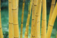 Bamboo  #176