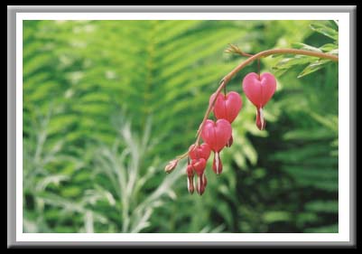 181 Bleeding Heart