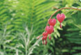 Bleeding Heart #181