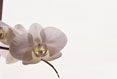 Orchid at Window #182