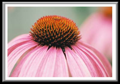 184 Echinacea