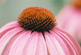 Echinacea  #184