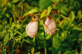  Double Orchid #025
