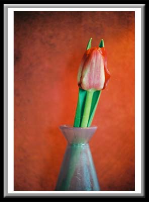 Tulip in Bottle 