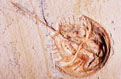 Crab Fossil