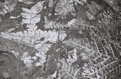 Ferns Fossil