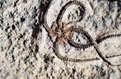 Fossil 5