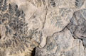 Fossil 3
