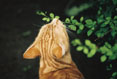 Smelly Cat #047