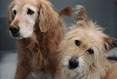 Furry Friends #055