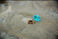 108 Crab on Vacation. Cape Hatteras National Seashore