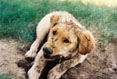Digging a Hole #117