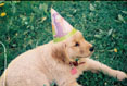 Birthday  #118