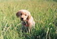 Puppy Love #119
