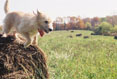 Dog and Hay #120
