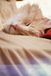 Sleeping Cat #137
