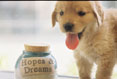Hopes and Dreams #160